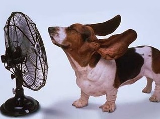 beagle with fan